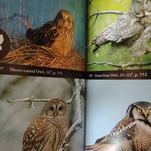 North American Birds/Guide Book - Picture 5 of 7
